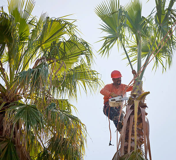 Reliable Prescott, WI Tree Service Solutions